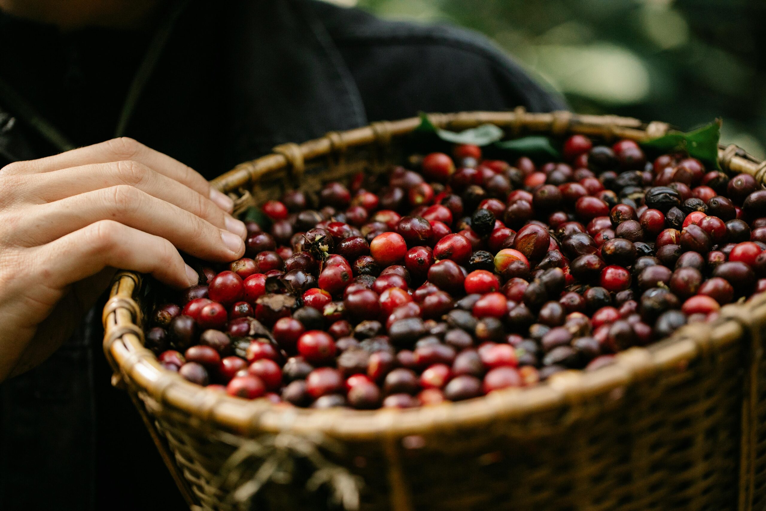 Coffee Beans