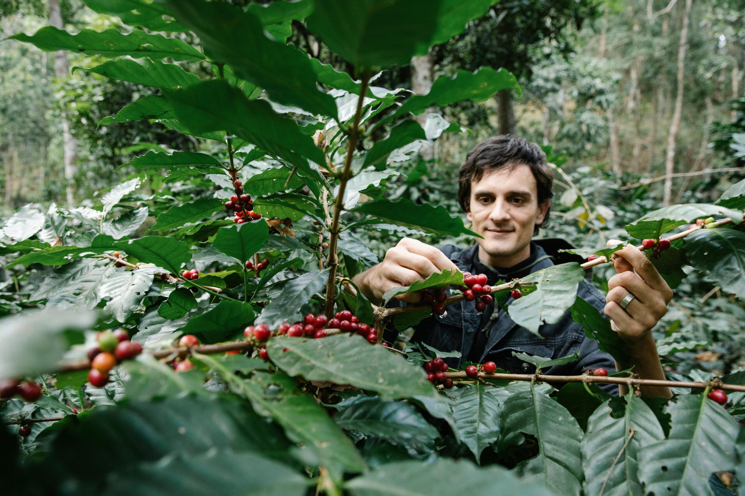 Harvesting Coffee Beans